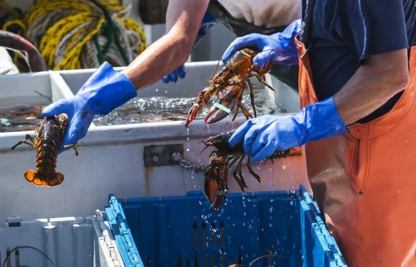 Pesca ilegal de lagosta prejudica pescadores e causa danos ambientais no litoral nordestino