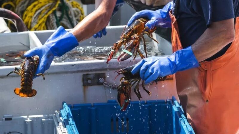 Pesca ilegal de lagosta prejudica pescadores e causa danos ambientais no litoral nordestino