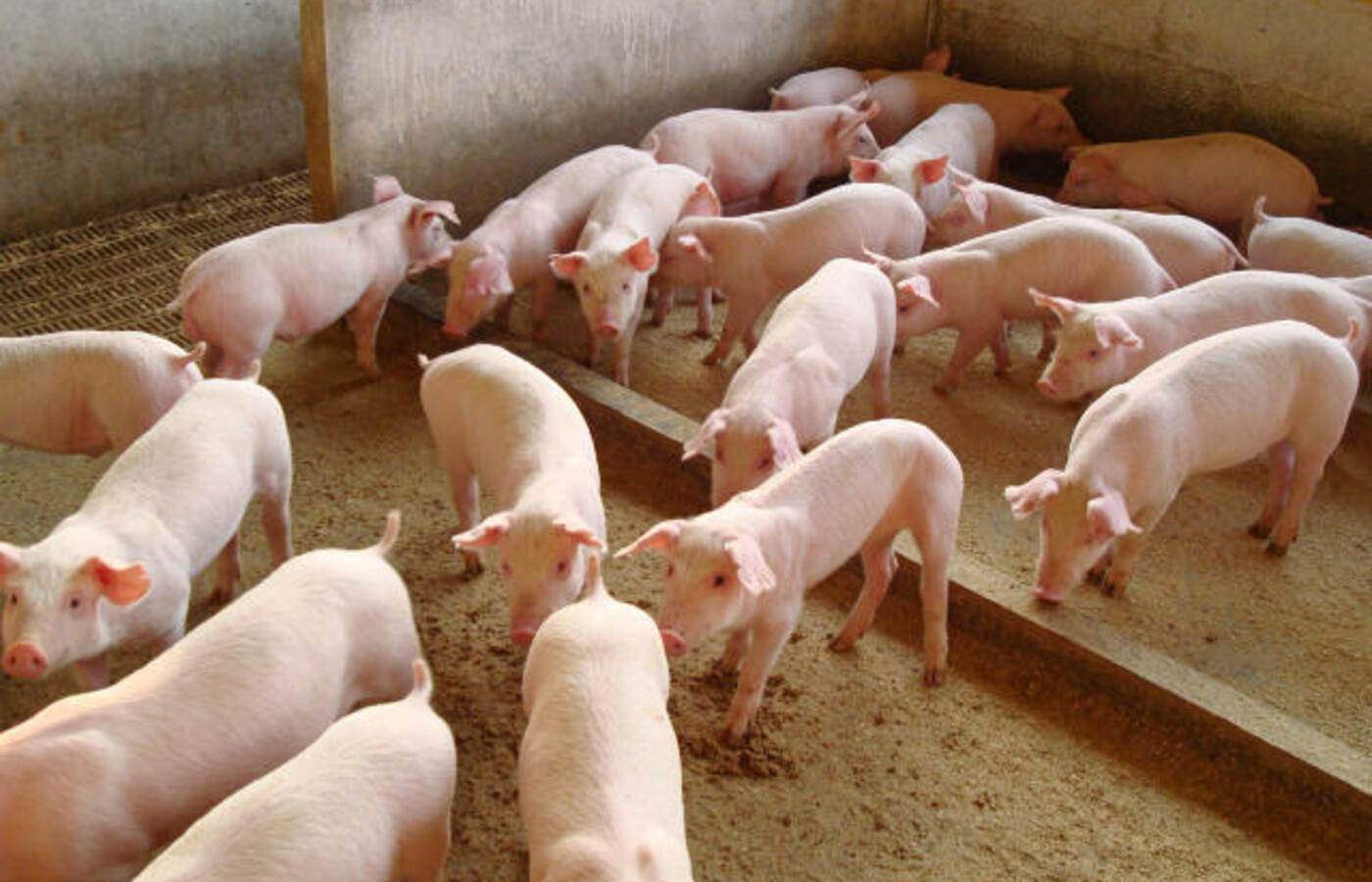 Exportaciones de carne de cerdo brasileña crecieron 10% en febrero, según ABPA