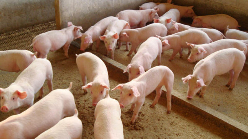 Exportaciones de carne de cerdo brasileña crecieron 10% en febrero, según ABPA